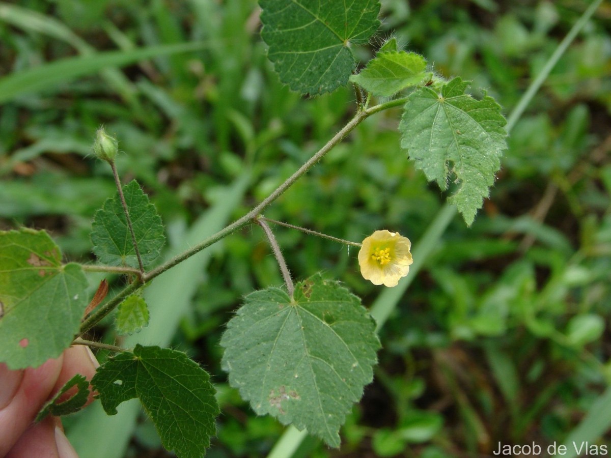 Sida cordata (Burm.f.) Borss.Waalk.